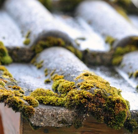 Nettoyage et démoussage de toiture dans le Val de Marne (94)